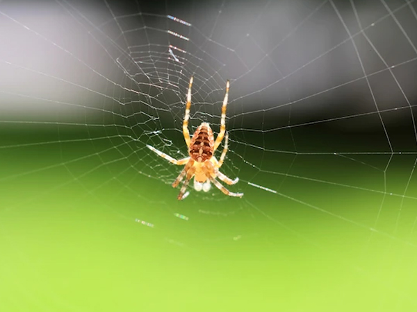 controle-de-aranhas-em-sao-paulo